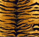 Lycra drukowana Tiger w złocisto-pomarańczowy i czarny tygrysi wzór do szycia strojów tanecznych.
